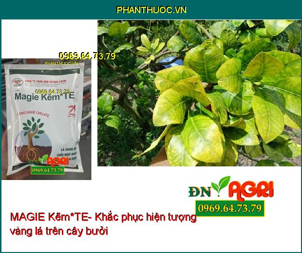 MAGIE Kẽm*TE- Lá Xanh Dày- Chồi Mập Khỏe- Tăng Đậu Trái-Hoa Mập Khỏe