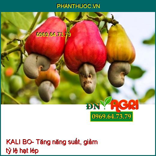 KALI BO- Cứng Cây, Chắc hạt, tăng Đậu Trái, Bóng Trái, Màu Đẹp, Nặng Ký