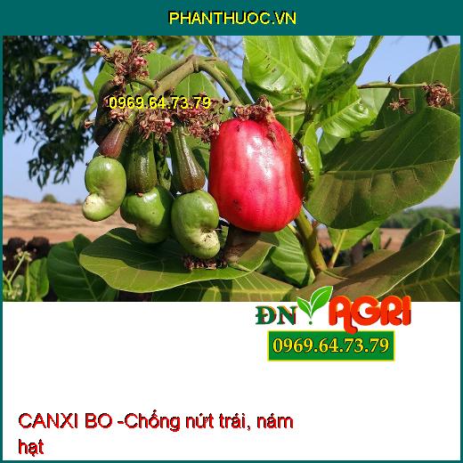 CANXI BO - Sáng Bông, Mập Bông, Lớn Trái, Chuyên Dùng Cho Cây Điều