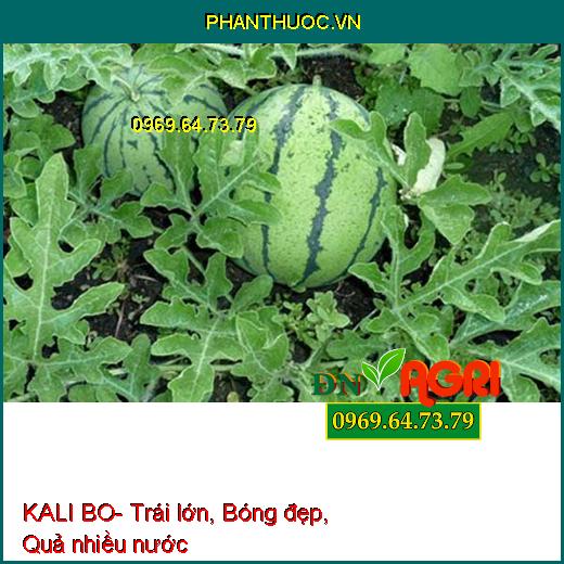 KALI BO- Cứng Cây, Chắc hạt, tăng Đậu Trái, Bóng Trái, Màu Đẹp, Nặng Ký