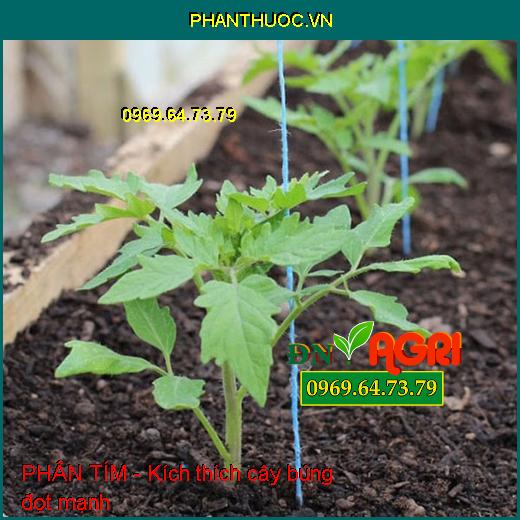 PHÂN TÍM- Kích Thích Cây Sinh Trưởng Nhanh, Búng Đọt Mạnh, Ra Rễ Nhiều Phì Trái Cực Mạnh