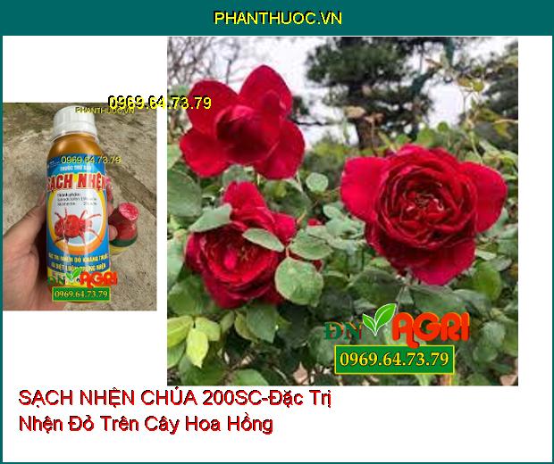 THUỐC TRỪ SÂU SẠCH NHỆN CHÚA 200SC - Đặc Trị Nhện Đỏ Kháng Thuốc Và Diệt Luôn Trứng Nhện