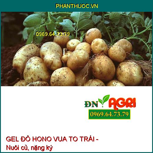 GEL ĐỎ HONO VUA TO TRÁI - Dưỡng Hoa, To Trái, Đẹp Mã, Củ To, Chắc Hạt