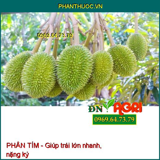 PHÂN TÍM- Kích Thích Cây Sinh Trưởng Nhanh, Búng Đọt Mạnh, Ra Rễ Nhiều Phì Trái Cực Mạnh