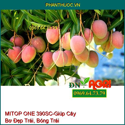 THUỐC TRỪ BỆNH MITOP ONE 390SC HAPPY TOP- Điều Trị Các Loại Nấm, Đẹp Trái - Bóng Trái.