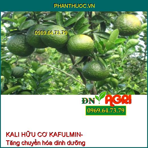 KALI HỮU CƠ KAFULMIN- Đẹp Trái, Nặng Ký, Thơm Ngon