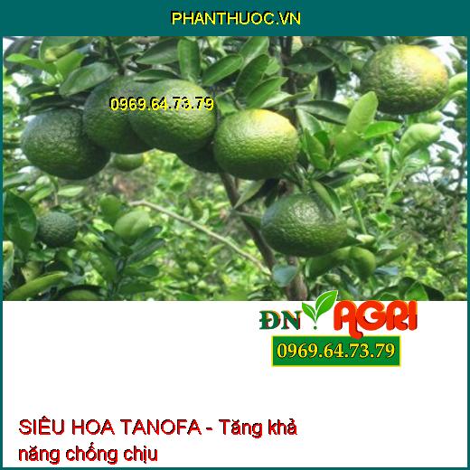 PHÂN BÓN PK BỔ SUNG VI LƯỢNG AV-BM1-PKZIN SIÊU HOA TANOFA -TẠO MẦM HOA CỰC MẠNH