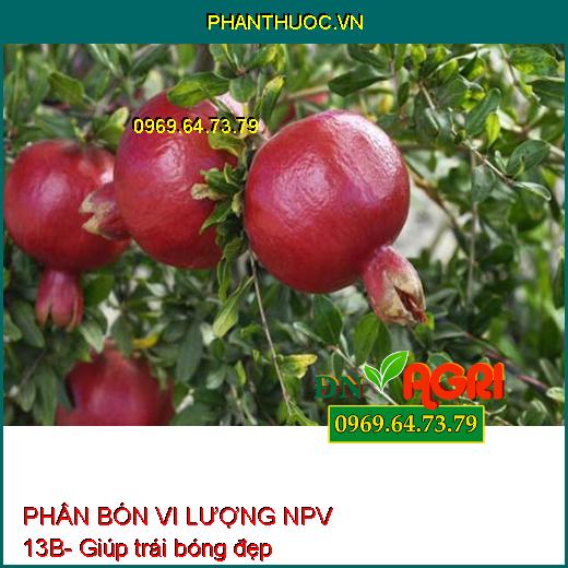 PHÂN BÓN VI LƯỢNG NPV 13B- PHÌ TRÁI THẦN TỐC- DÀY CƠM- NẶNG KÝ