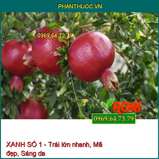 XANH SỐ 1 - CHỐNG RỤNG HOA,TRÁI NON-GIÚP CÂY XANH LÁ-NÂNG CAO CHẤT LƯỢNG SẢN PHẨM