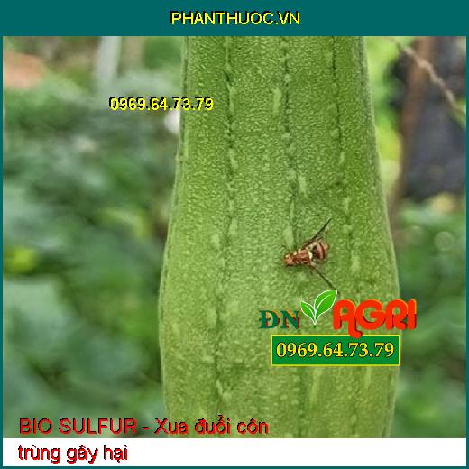 Phân Bón BIO SULFUR Hữu Cơ-Ngừa Phấn Trắng-Đuổi Côn Trùng-Mát Bông- Dưỡng Cây