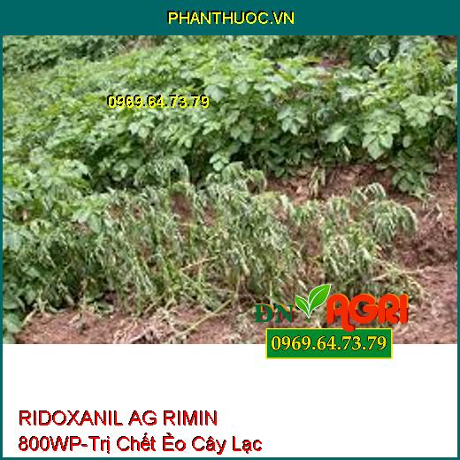 THUỐC TRỪ BỆNH RIDOXANIL AG RIMIN 800WP- ĐẶC TRỊ VÀNG LÁ CHÍN SỚM, THỐI NHŨN