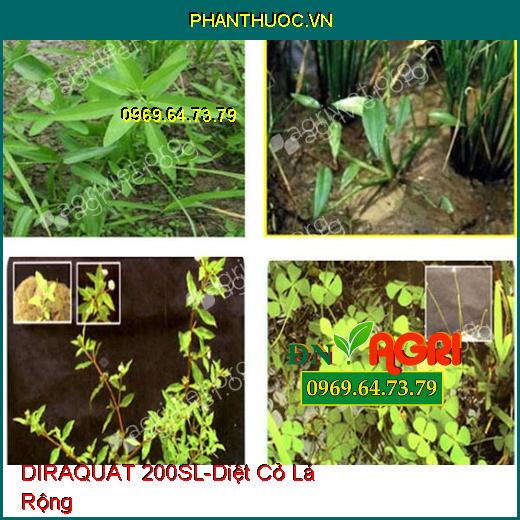 THUỐC TRỪ CỎ DIRAQUAT 200SL -DIỆT CỎ TRÊN VƯỜN CÀ PHÊ HIỆU QUẢ SAU 24 GIỜ 