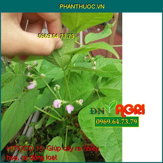 PHÂN BÓN VI LƯỢNG HITOCO 15 - Mập Đọt Mập Bông, Phì Trái, Kéo Dãn Trái