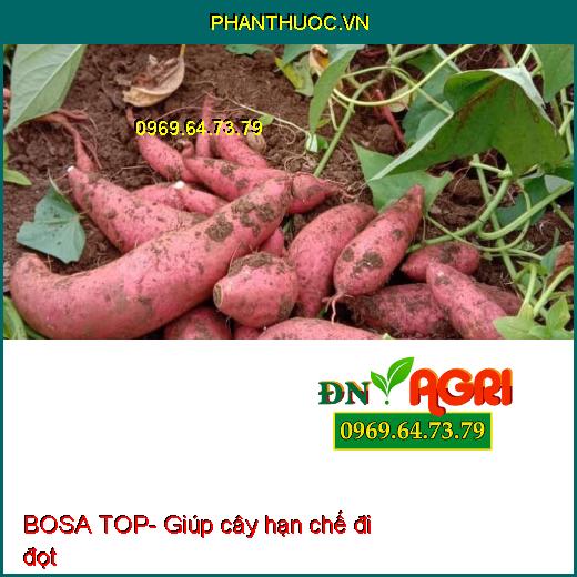 BOSA TOP- Bậc Thầy Tạo Mầm Hoa Nghịch Vụ- Chống Rụng Trái Non- Diu Đọt Lá Nhanh Già