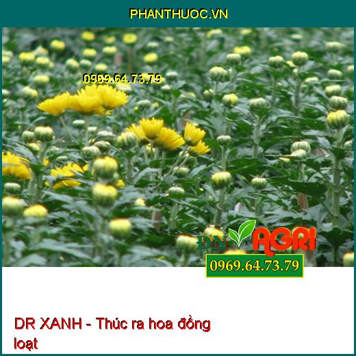 Dr Xanh AMINO ACID 40 - XANH CÂY DÀY LÁ, MÁT BÔNG, NEO TRÁI, XANH LÁ