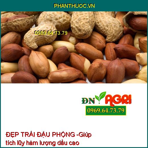 ĐẸP TRÁI ĐẬU PHỘNG 3 TRONG 1 - Siêu Ra Hoa, Đậu Quả, To Quả, Chắc Hạt, Nhiều Dầu