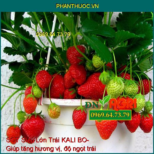 SCT Siêu Lớn Trái KALI BO- Lớn Trái- Tăng Độ Ngọt- Chắc Ruột- Nặng Ký- Đẹp Trái