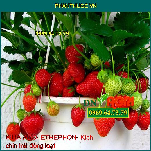 KINA ADO- ETHEPHON- Kích Ra Hoa Nghịch Vụ- Chặn Đọt- Ra Hoa