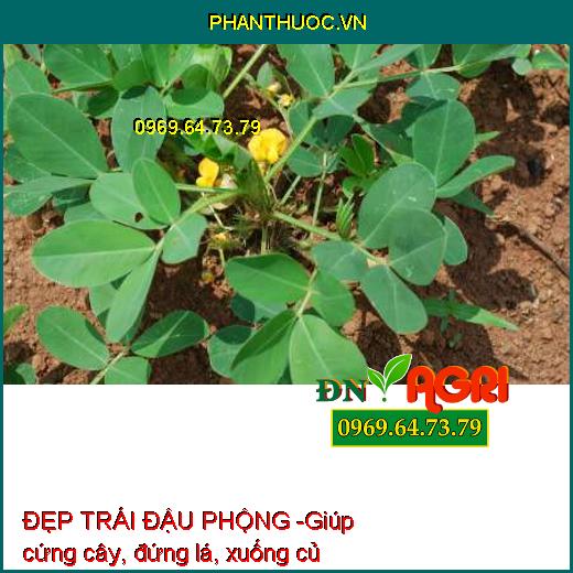 ĐẸP TRÁI ĐẬU PHỘNG 3 TRONG 1 - Siêu Ra Hoa, Đậu Quả, To Quả, Chắc Hạt, Nhiều Dầu