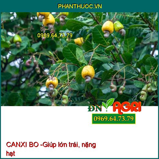 CANXI BO - Sáng Bông, Mập Bông, Lớn Trái, Chuyên Dùng Cho Cây Điều