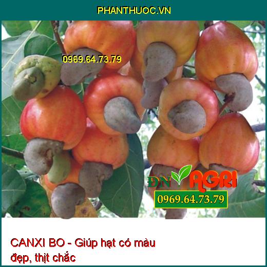 CANXI BO - Sáng Bông, Mập Bông, Lớn Trái, Chuyên Dùng Cho Cây Điều