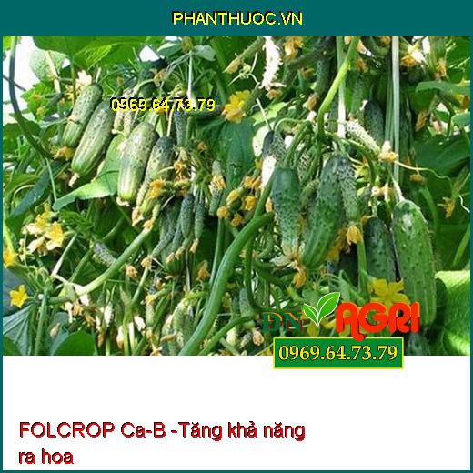 FOLCROP Ca-B - CHỐNG NỨT TRÁI, THỐI TRÁI, KHÁNG KHUẨN, KÍCH THÍCH RA HOA