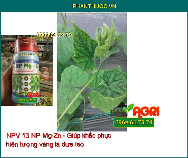 NPV 13 NP Mg-Zn - Xanh Lá- Cứng Cây- Sáng Trái- Màu Trái Đẹp- Chống Vàng Lá