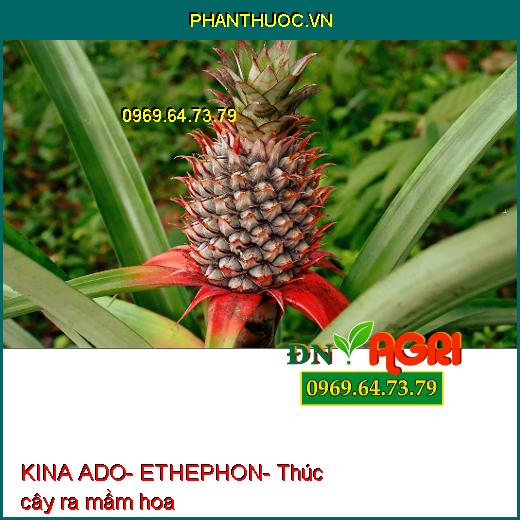 KINA ADO- ETHEPHON- Kích Ra Hoa Nghịch Vụ- Chặn Đọt- Ra Hoa