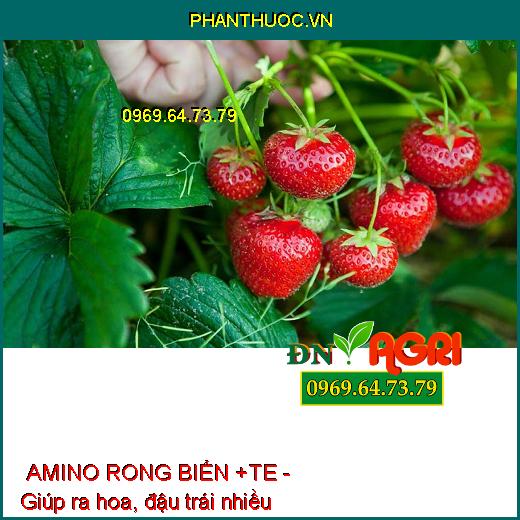 PHÂN BÓN LÁ TỔNG HỢP NPK AMINO RONG BIỂN +TE - Đẻ Nhánh, Nhiều Búp, Cành Sai Quả, Hạt No Tròn