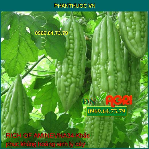 PHÂN BÓN RICH OF AMINEVNA34 - TĂNG TRƯỞNG, LỚN TRÁI, PHỤC HỒI CÂY