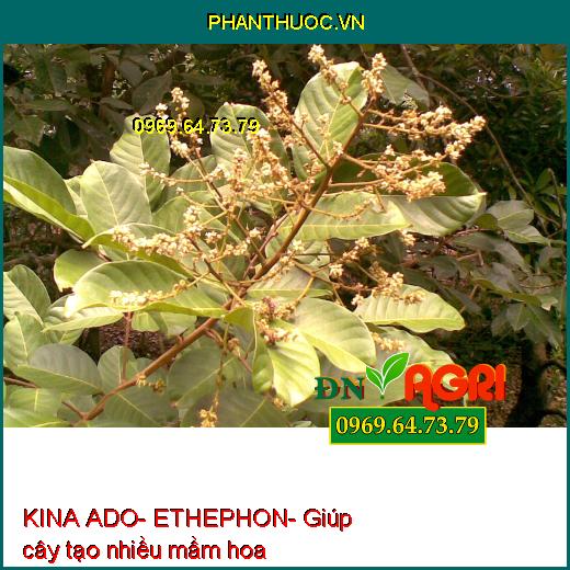 KINA ADO- ETHEPHON- Kích Ra Hoa Nghịch Vụ- Chặn Đọt- Ra Hoa