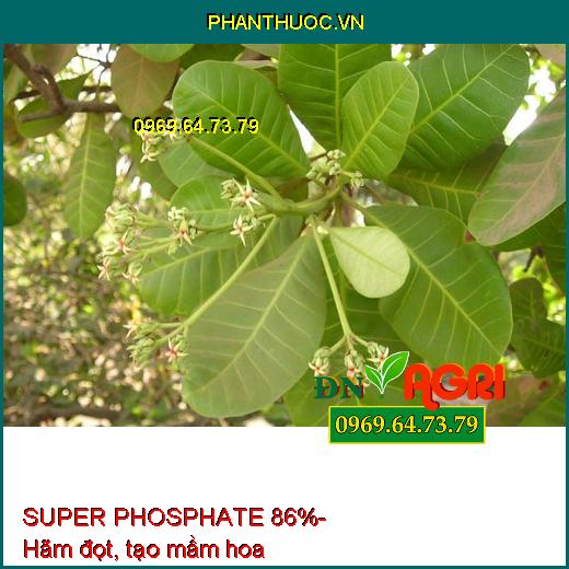 SUPER PHOSPHATE 86% - Chuyên Tạo Mầm Hoa Vụ Nghịch, Ức chế ngọn, Hạn Chế Đi Đọt