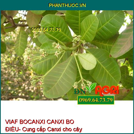 PHÂN BÓN LÁ VIAF BOCANXI CANXI BO ĐIỀU - Siêu Đậu Trái, Chống Rụng Bông, Trái Non, Chống Khô Bông, Đen Trái