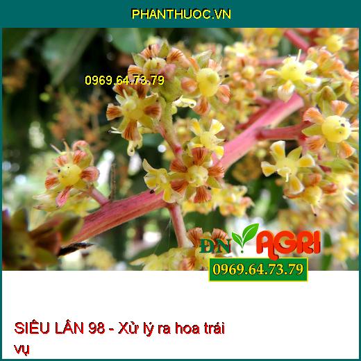 SIÊU LÂN 98- Giúp Tạo Mầm Hoa Cực Mạnh, Ra Hoa Đồng Loạt , Ra Hoa Trái Vụ