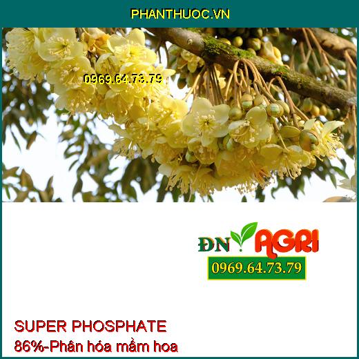 SUPER PHOSPHATE 86% - Chuyên Tạo Mầm Hoa Vụ Nghịch, Ức chế ngọn, Hạn Chế Đi Đọt