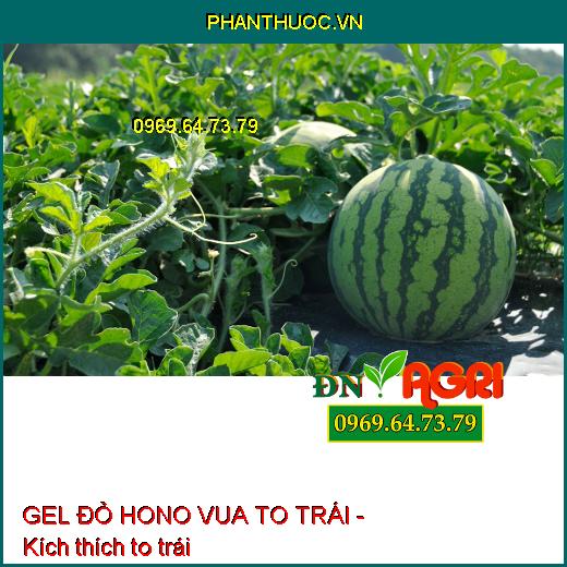 GEL ĐỎ HONO VUA TO TRÁI - Dưỡng Hoa, To Trái, Đẹp Mã, Củ To, Chắc Hạt