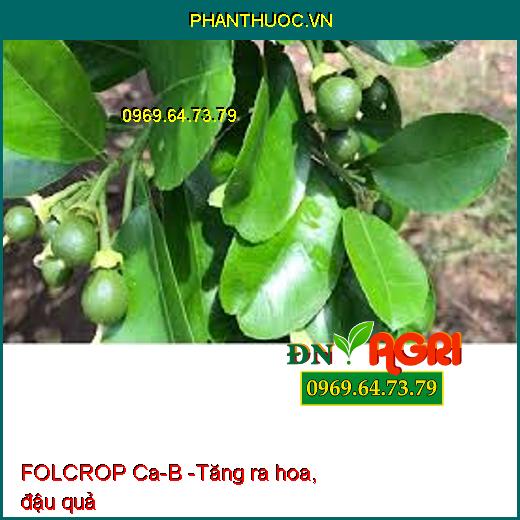 FOLCROP Ca-B - CHỐNG NỨT TRÁI, THỐI TRÁI, KHÁNG KHUẨN, KÍCH THÍCH RA HOA