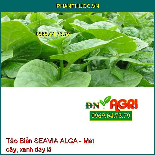 Tảo Biển SEAVIA ALGA - Mát Cây-Tăng Thụ Phấn-Ngăn Nấm Bệnh- Rễ Phát Triển Nhanh