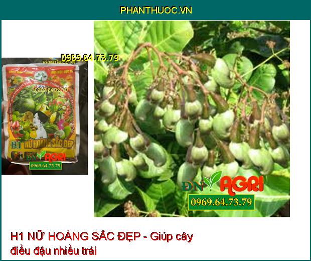 H1 NỮ HOÀNG SẮC ĐẸP - Phì Trái Nhanh- Màu Trái Đẹp- Mập Bông