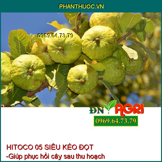 HITOCO 05 SIÊU KÉO ĐỌT - Giúp Phóng Đọt Cực Nhanh, Mập Đọt, Sung Cây, Xanh Lá