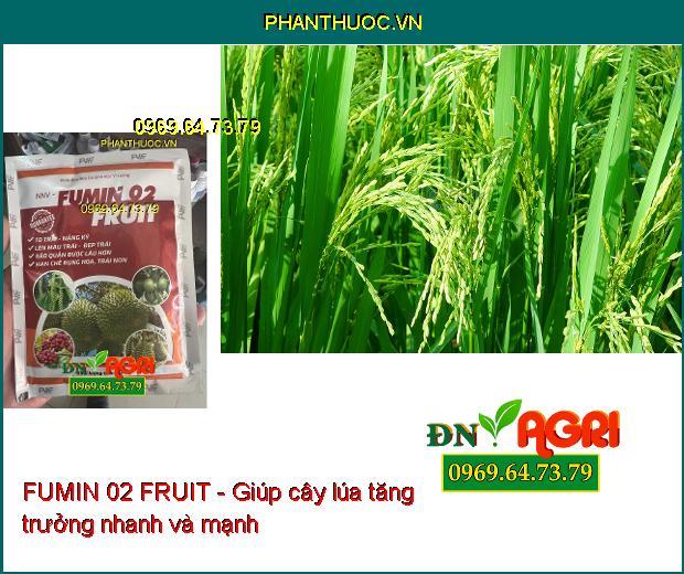 FUMIN 02 FRUIT - To Trái-Nặng Ký- Đẹp Trái- Hạn Chế Rụng Hoa, Trái Non