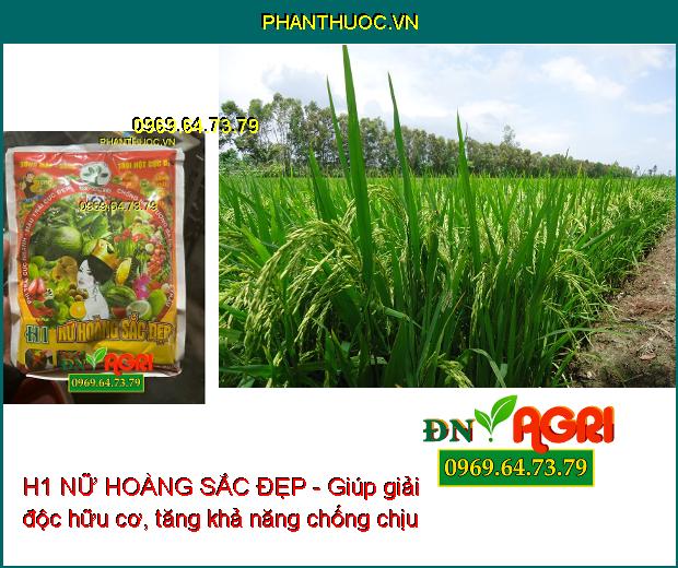 H1 NỮ HOÀNG SẮC ĐẸP - Phì Trái Nhanh- Màu Trái Đẹp- Mập Bông