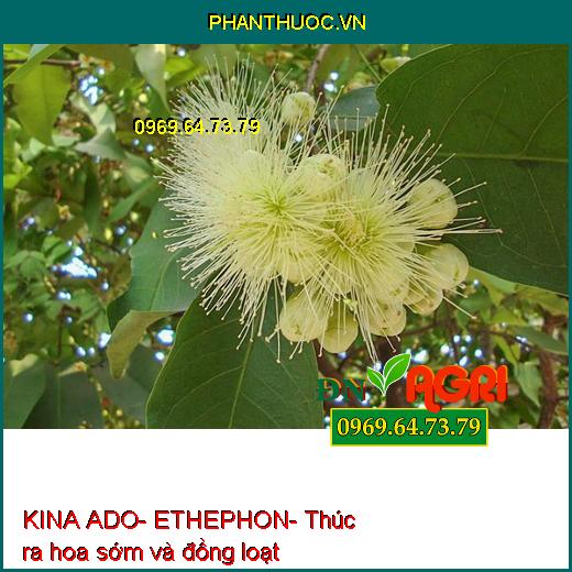 KINA ADO- ETHEPHON- Kích Ra Hoa Nghịch Vụ- Chặn Đọt- Ra Hoa