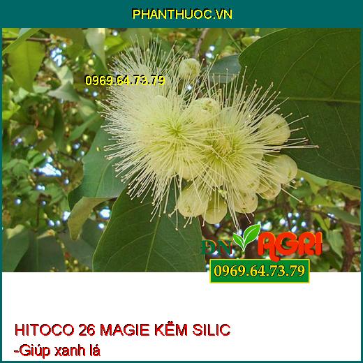 PHÂN BÓN LÁ AV3 ZIN HITOCO 26 MAGIE KẼM SILIC - XANH GAI, SÁNG TRÁI, PHÁT CHỒI, NẢY LỘC, CỨNG CÂY