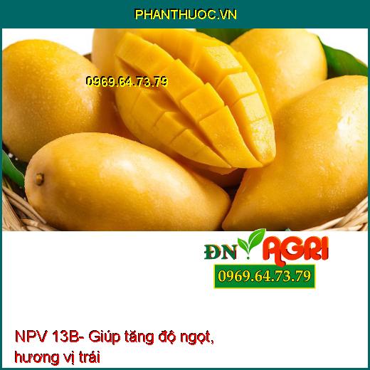 PHÂN BÓN VI LƯỢNG NPV 13B- PHÌ TRÁI THẦN TỐC- DÀY CƠM- NẶNG KÝ