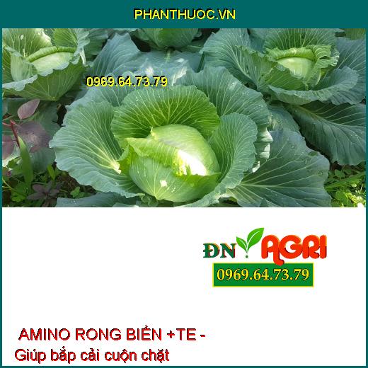 PHÂN BÓN LÁ TỔNG HỢP NPK AMINO RONG BIỂN +TE - Đẻ Nhánh, Nhiều Búp, Cành Sai Quả, Hạt No Tròn