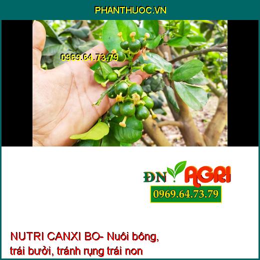 NUTRI CANXI BO- Chống Nứt Trái- Mập Đọt- Cứng Cây- Chống Rụng Trái Non