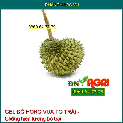 GEL ĐỎ HONO VUA TO TRÁI - Dưỡng Hoa, To Trái, Đẹp Mã, Củ To, Chắc Hạt