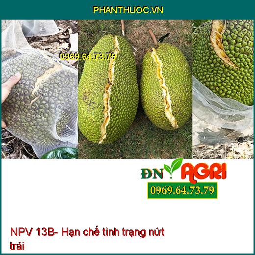 PHÂN BÓN VI LƯỢNG NPV 13B- PHÌ TRÁI THẦN TỐC- DÀY CƠM- NẶNG KÝ