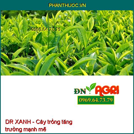 Dr Xanh AMINO ACID 40 - XANH CÂY DÀY LÁ, MÁT BÔNG, NEO TRÁI, XANH LÁ